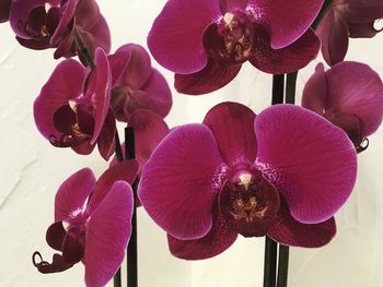 Close-up of orchids