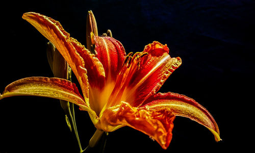 Close-up of day lily against black background
