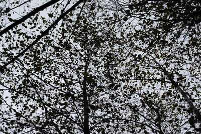 Low angle view of flower tree