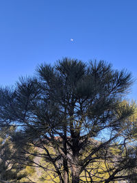 Low angle view of tree against clear blue sky