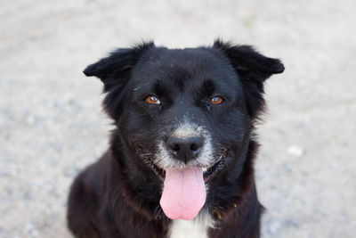 Close-up portrait of black dog