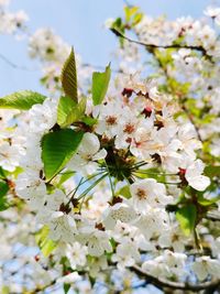 Close-up of white cherry blossoms in spring