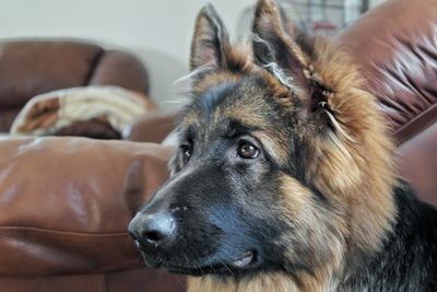 Close-up of dog relaxing