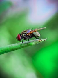 Close-up of fly on leaf