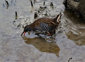 High angle view of birds on beach