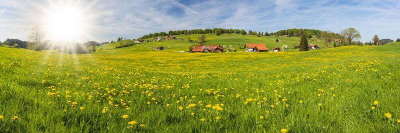 grassland