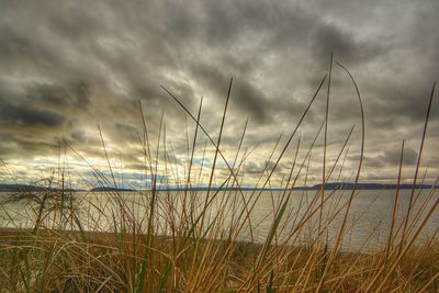 View of grass on beach against cloudy sky