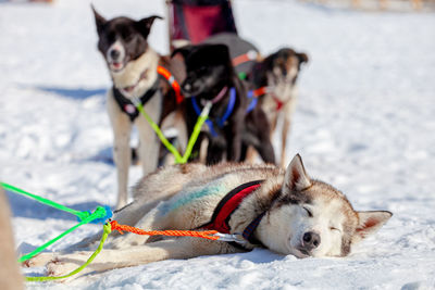 Dog in snow