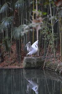 Duck in a lake