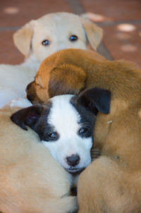 Close-up portrait of dog