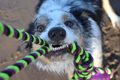 Close-up portrait of dog