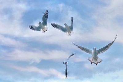 Low angle view of seagulls flying in sky