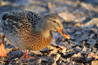 Close-up of duck