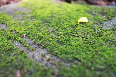 Close-up of mushroom growing on field