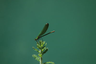 green