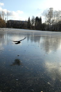 View of birds in lake against sky
