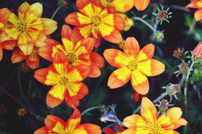 Close-up of yellow flowering plants