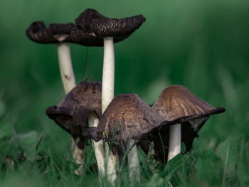 Close-up of mushroom growing on land