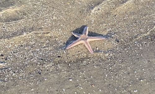 starfish
