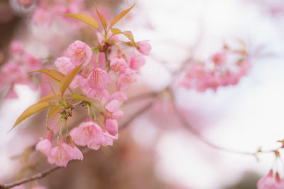 Close-up of pink cherry blossoms