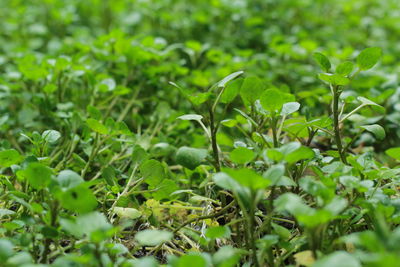 plant