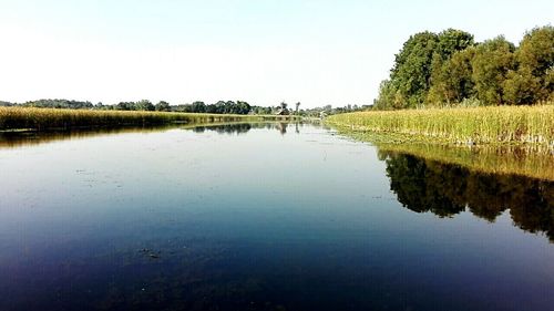 Reflection of trees in lake