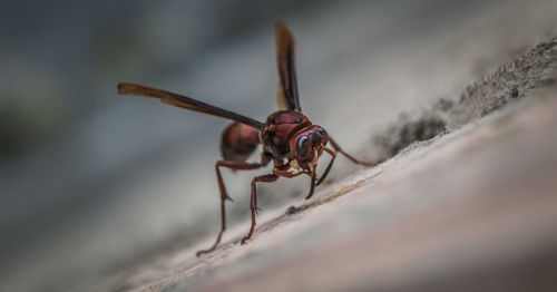 Close-up of insect on wall