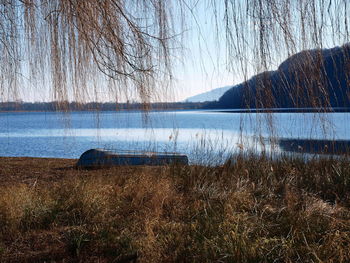 Bare trees in lake