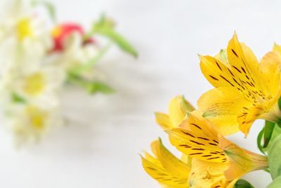 Close-up of yellow flower