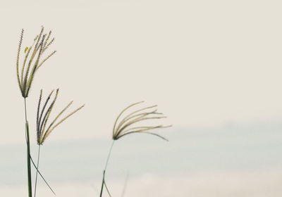 Close-up of stalks against sky