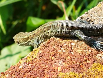 Close-up of lizard on tree