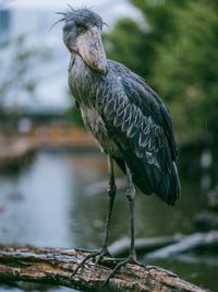 Close-up of a bird