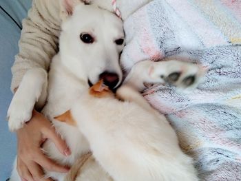 High angle view of dog lying on bed at home