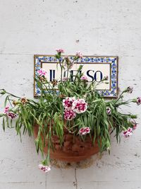 Potted plants against wall