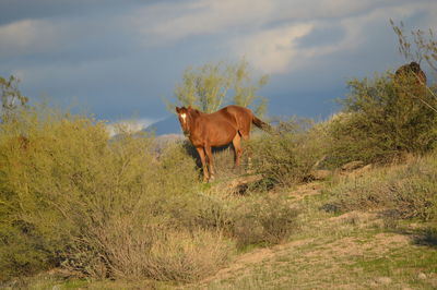 Horse standing in a field