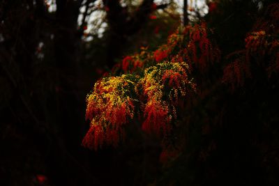 View of flower tree