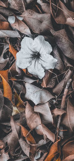 Close-up of dry leaves on field