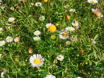 Close-up of yellow flowers blooming on field