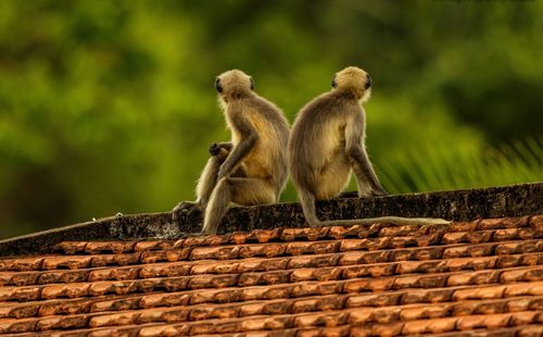 Monkey sitting on stone wall