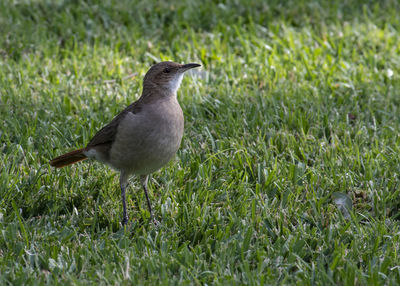 Close-up of bird on grass