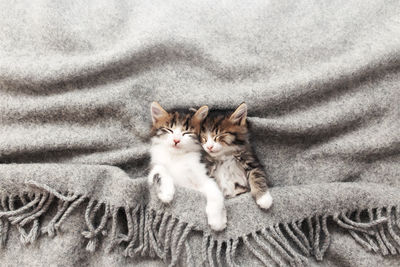 Two little kittens sleep with their eyes closed and covered with fluffy blanket