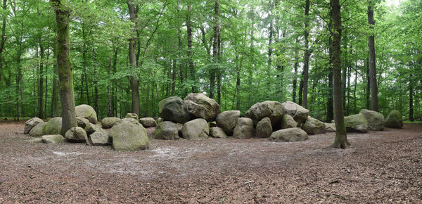 Plants growing on land in forest