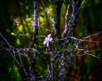 Close-up of white flowers