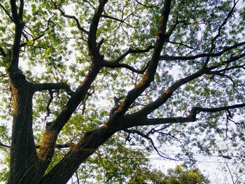 Low angle view of trees