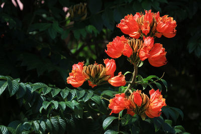 Close-up of red flowering plant