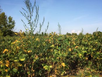 Close-up of plants growing on field against sky