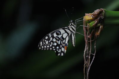 Close-up of butterfly on flower