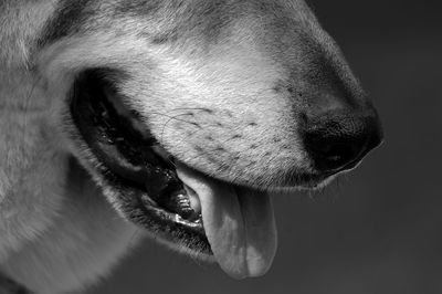 Extreme close up of dog