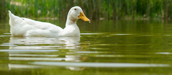 Swan swimming in lake