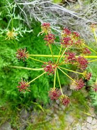 Close-up of flowers growing on plant